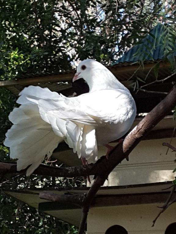 The Dove Cote Bed & Breakfast Tanunda Luaran gambar