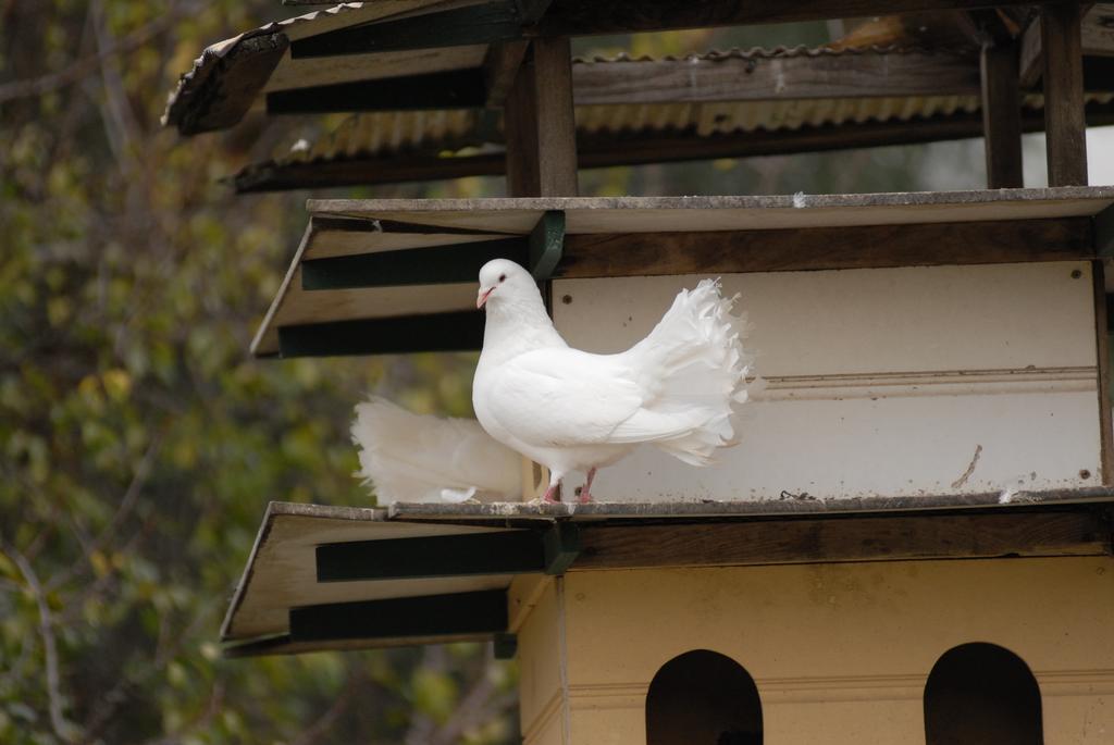 The Dove Cote Bed & Breakfast Tanunda Luaran gambar