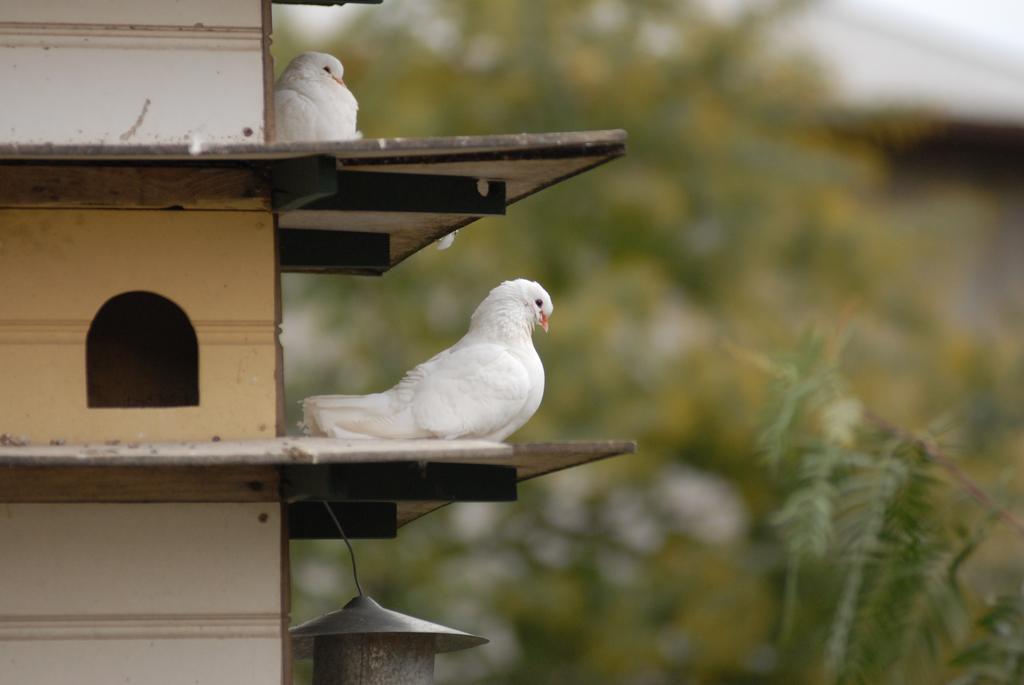 The Dove Cote Bed & Breakfast Tanunda Luaran gambar
